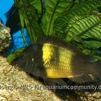 Tropheus moorii "Ikola"