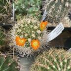 Weingartia lanata