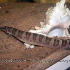 Mastacembelus ellipsifer