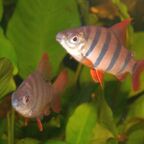 Distichodus sexfasciatus