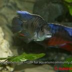 Otopharynx walteri Männchen