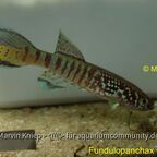 Fundulopanchax sjoestedti "Blau"