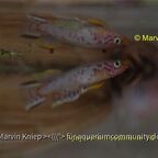 Aphyosemion castaneum "HZ 85/8"
