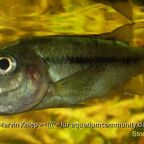 Stomatepia mariae