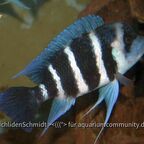 Cyphotiapia giberrosa blue Zaire moba WF