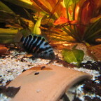 Amatitlania nigrofasciata