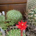 Matucana ritteri