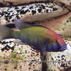 Astatotilapia calliptera