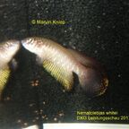 Nematolebias whitei