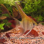Pterophyllum scalare
