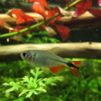 Hyphessobrycon anisitsi (Rautenflecksalmler)