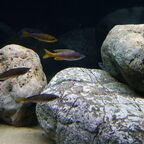 Cyprichromis sp. leptosoma Azuri Kekese Männchen