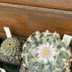 Lophophora williamsii
