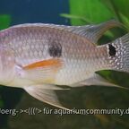 Aequidens tetramerus