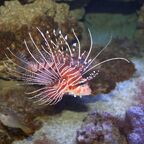 Pazifischer Rotfeuerfisch (Pterois volitans)