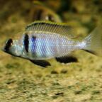 Placidochromis electra, Männchen