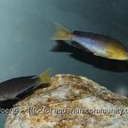 Cyprichromis sp. leptosoma Azuri Kekese