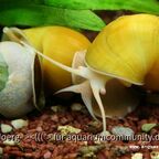 gelbe Apfelschnecke