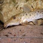 Auchenoglanis tanganicanus