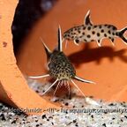 Synodontis petricola
