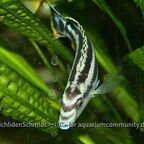 Melanochromis kaskazini