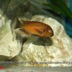 Tropheus Golden Kazumba