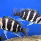 Cyphotilapia frontosa