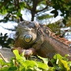 Grüner Leguan