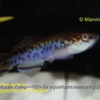 Fundulopanchax gularis