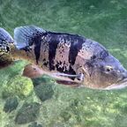 Cichla