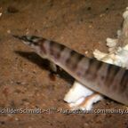 Mastacembelus ellipsifer