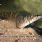 Mastacembelus ellipsifer