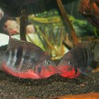 Thorichthys meeki