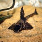 Loricaria simillima