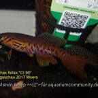 Fundulopanchax fallax