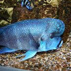 Cyphotilapia frontosa