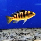 Pseudotropheus crabro