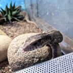 Varanus exanthematicus