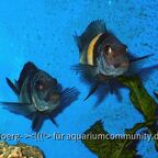 Tropheus duboisi Maswa