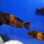 Tropheus moorii "Bemba"