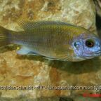Pseudotropheus patricki Mbenji Island