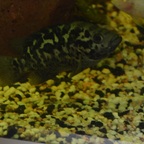 Nandopsis tetracanthus