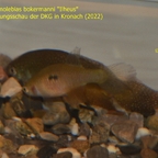 Ophthalmolebias bokermanni