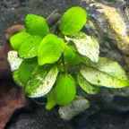 Anubias barteri var. nana 'Pinto'