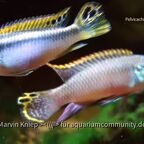 Pelvicachromis taeniatus "Moliwe"