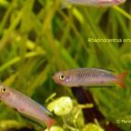 Rhadinocentrus ornatus