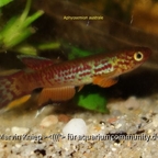 Aphyosemion australe