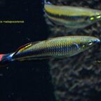 Bedotia madagascariensis
