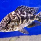 Nimbochromis polystigma