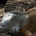 Iguana iguana